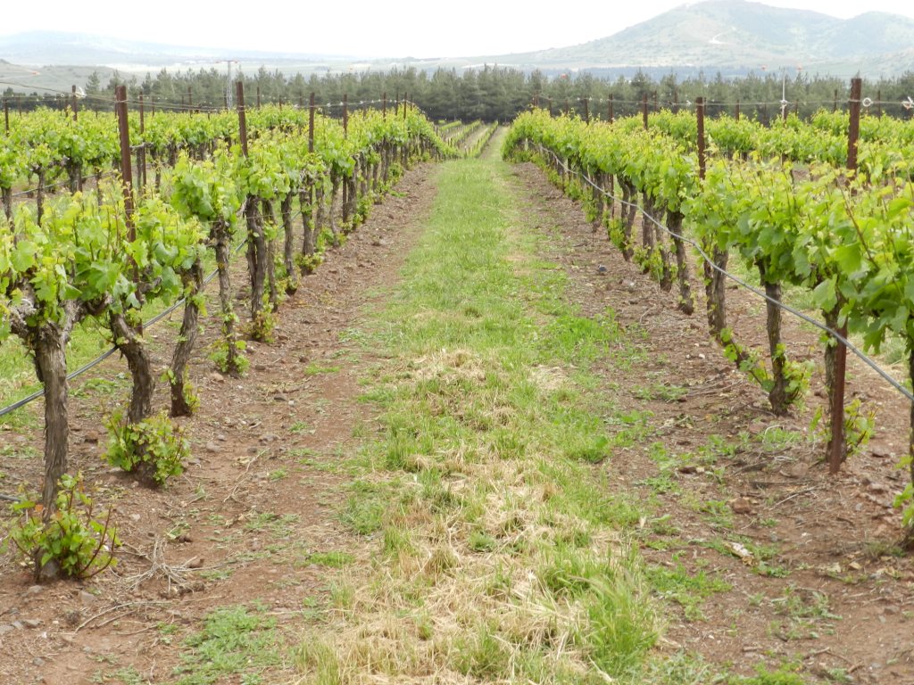 A vineyard in the Golan wine country