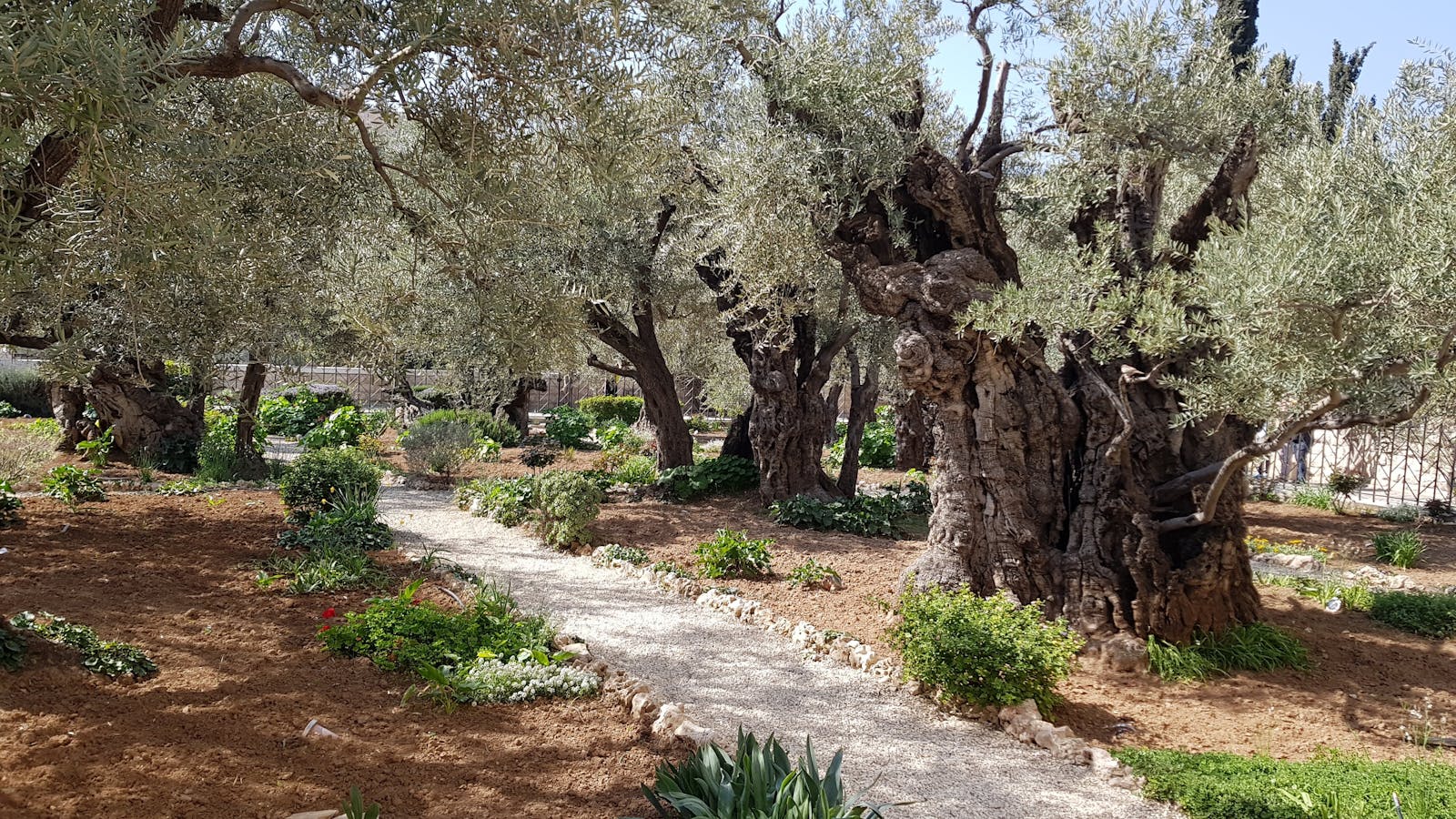 The Garden of Gethsemane